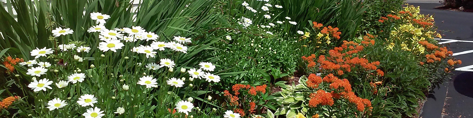 The garden at United Way in Gales Ferry